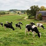 Michigan Farmers Defend Animal Welfare Standards Amid Federal Legislation Debate